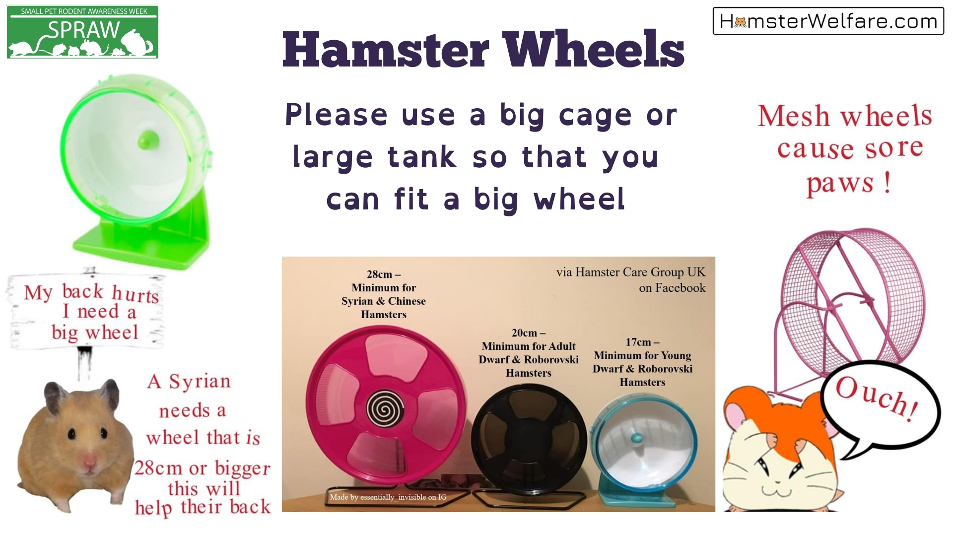 Hamster Wheel: The 6 Best Options And Advice From A Vet - DodoWell