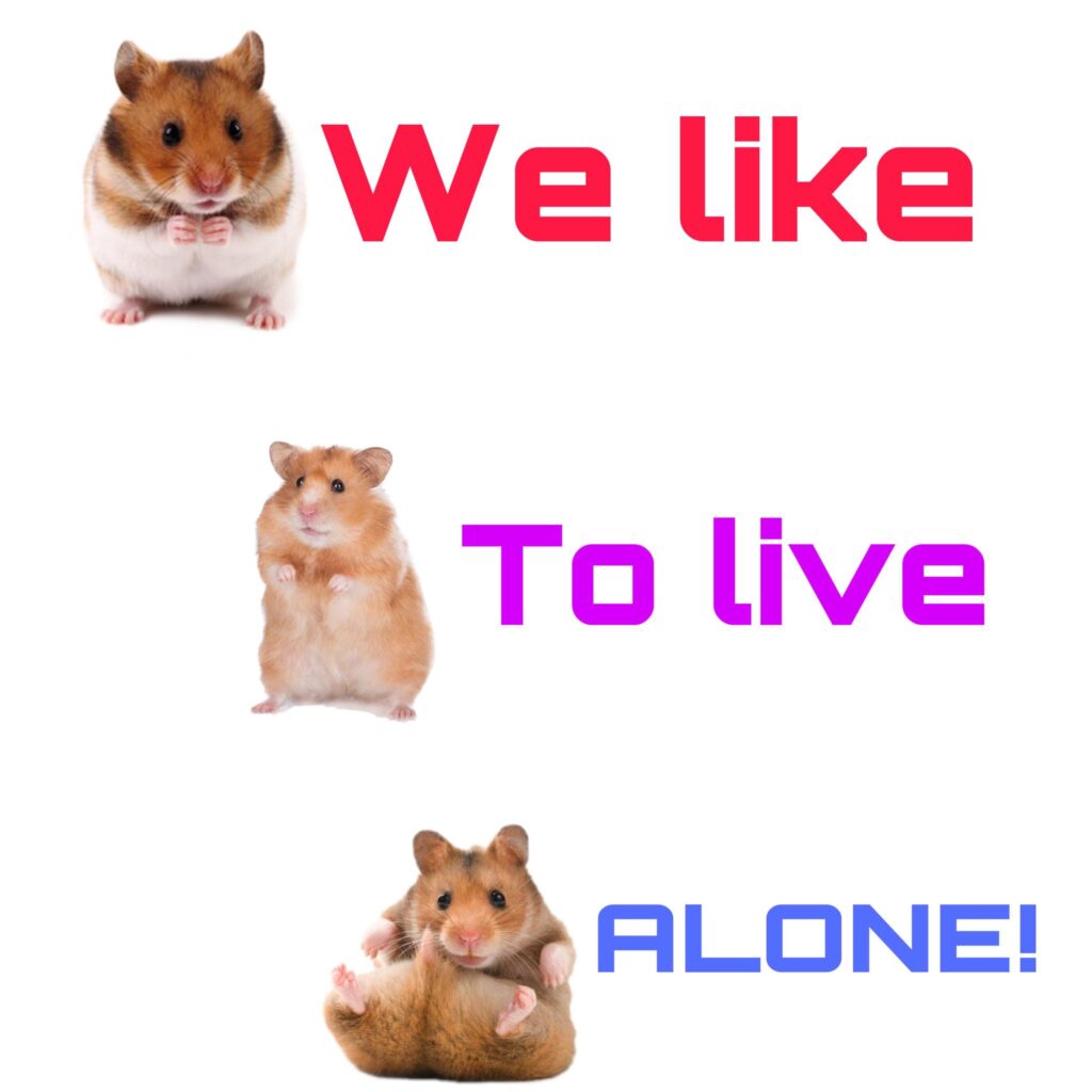 How Long Do Hamsters Live? (As Pets & In The Wild)
