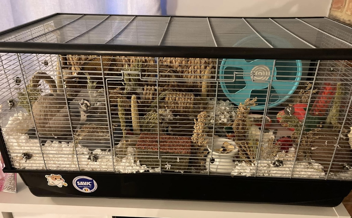 worlds biggest hamster cage